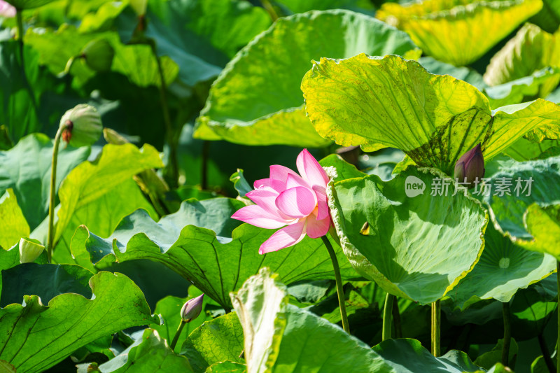 夏日荷花清韵