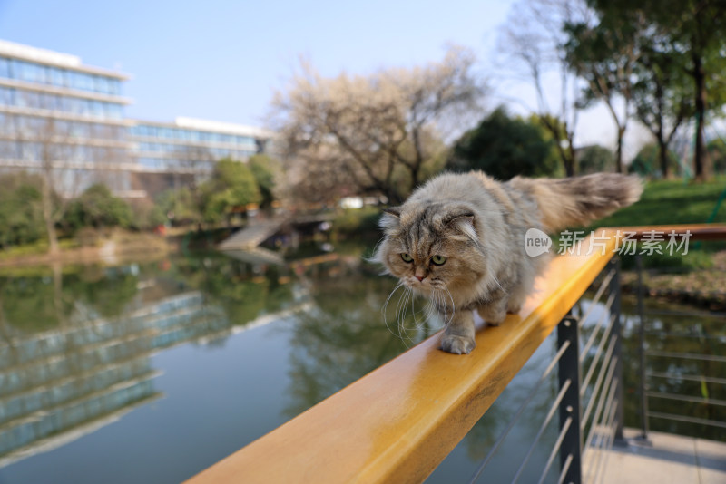杭州阿里巴巴西溪园区在栏杆上行走的猫