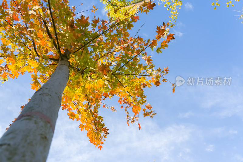 秋天金黄树叶天空自然风景立秋霜降云蓝天