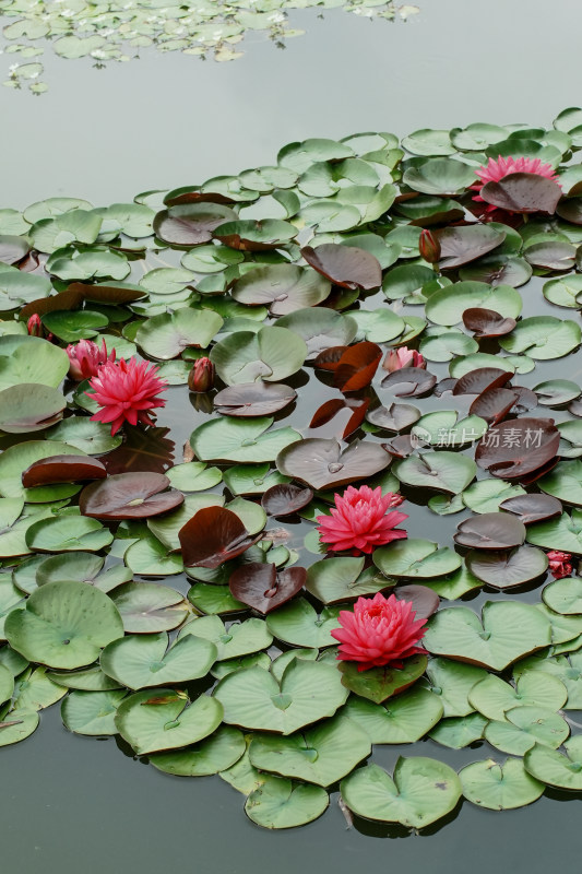 北京国家植物园睡莲