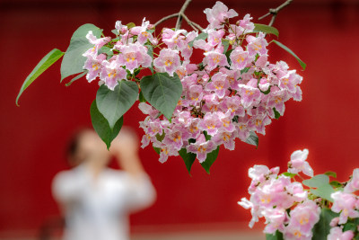 红墙背景下的粉花绿叶特写