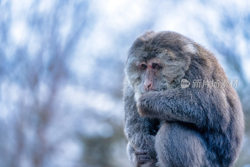 川西海螺沟的野生动物藏酋猕猴冬季特写