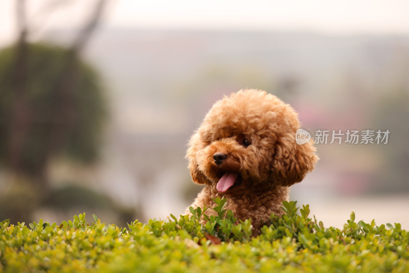 一只草丛里翘首以盼的泰迪犬