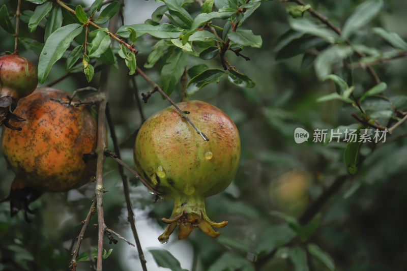 带叶石榴挂于枝头的景象