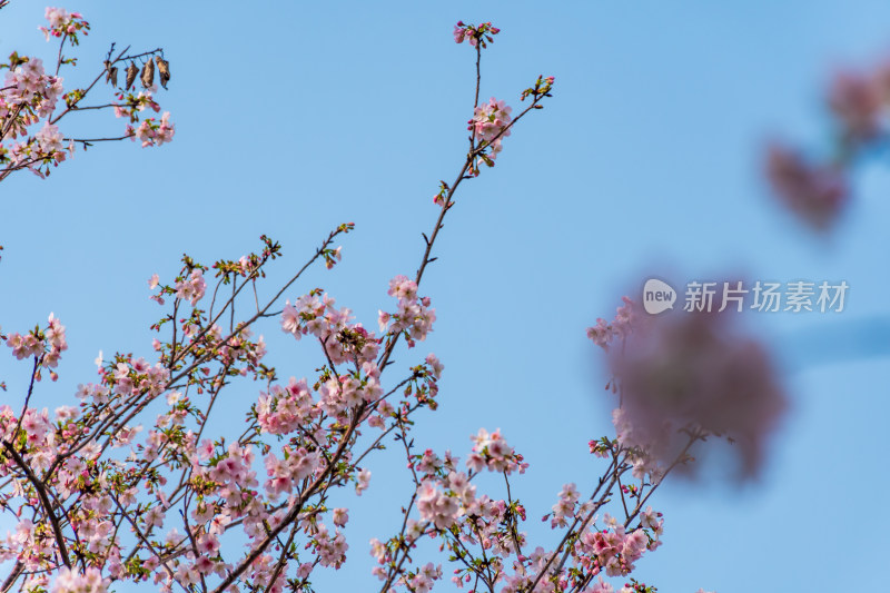 蓝天映衬下的粉樱花枝特写