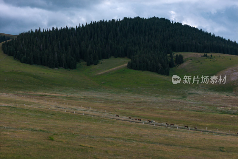 新疆森林树木草地山马群