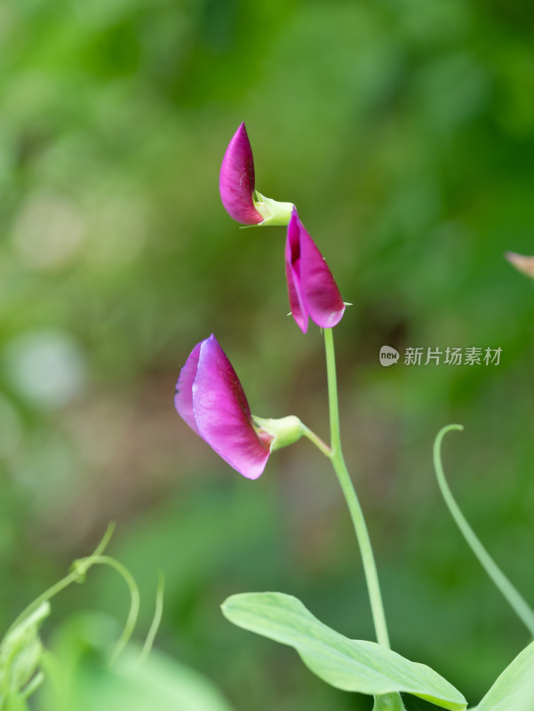 春天的豌豆花特写