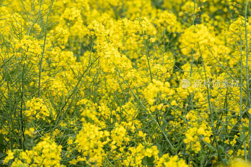 湖北武汉蔡甸区消泗油菜花特写