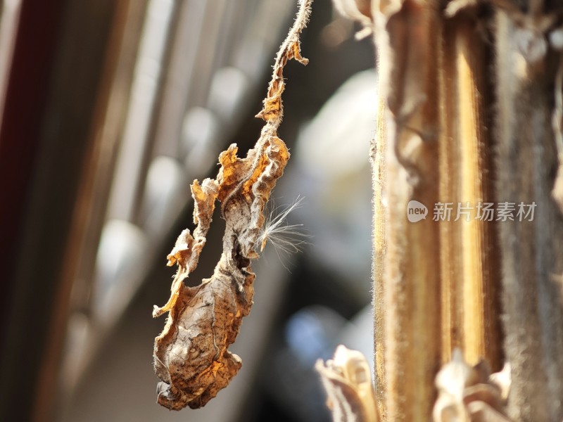 枯萎植物特写尽显秋日萧瑟之态