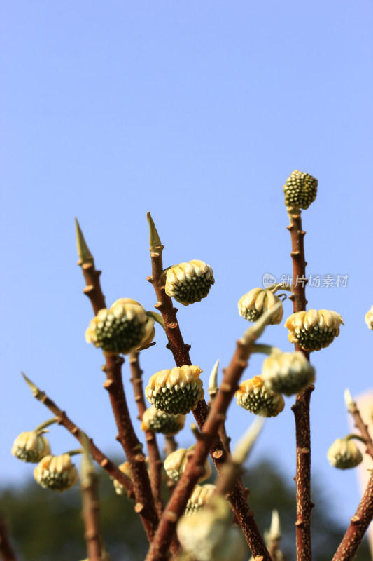 结香花花蕾实拍素材