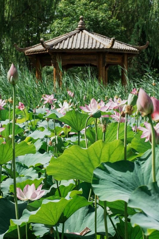 北京圆明园荷花