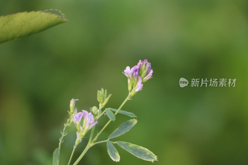 IMG_0455     夏季野外紫色小花