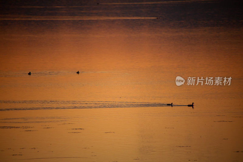 夕阳下水面上的鸟群晚霞