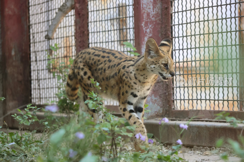 笼舍中行走的薮猫