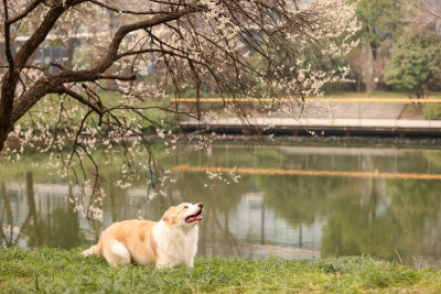 在草地上玩飞盘的边境牧羊犬