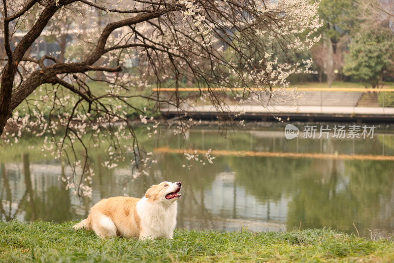 在草地上玩飞盘的边境牧羊犬