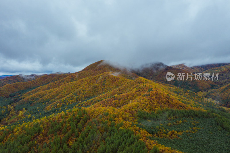 航拍黑龙江省伊春市小兴安岭腹地秋季的森林