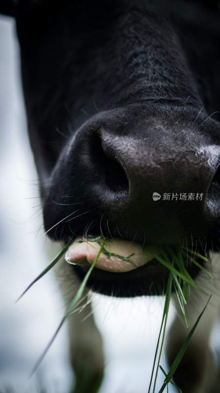 野生动物园野牛奶牛