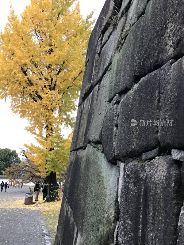 日本古城墙边的银杏