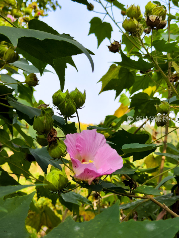 粉色木芙蓉花朵与绿叶