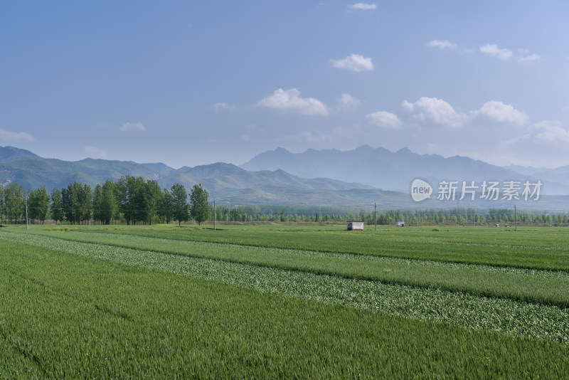 春天绿色麦田农田航拍乡村振兴风景