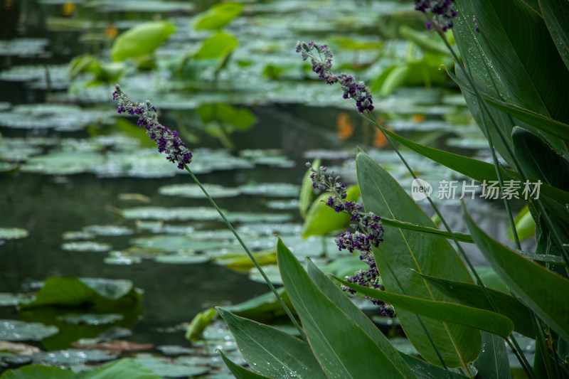 雨后池塘边紫色开花植物叶子特写