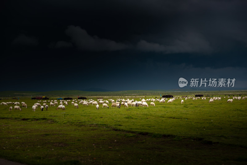 乌云笼罩着夏季草原牧场里的羊群