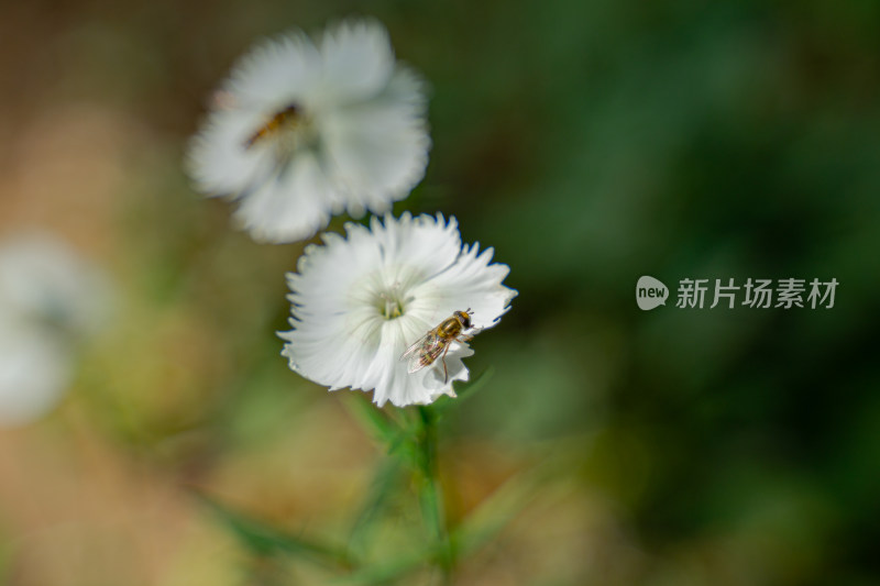 白色石竹花上的蜂蝇蜜蜂