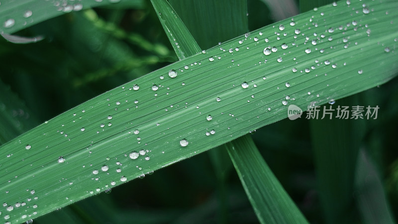 植物上的露水特写