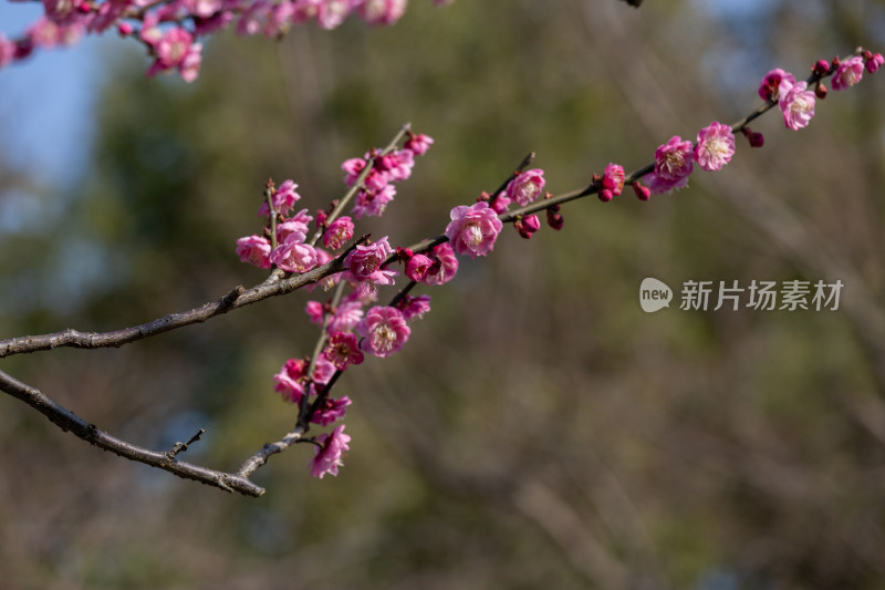 杭州花港观鱼枝头绽放的梅花特写