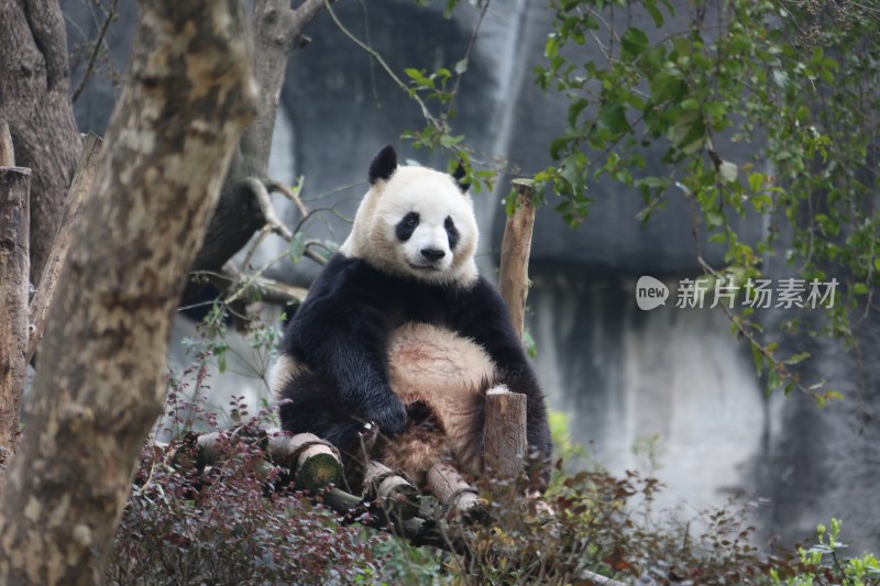 四川熊猫基地拍摄的熊猫