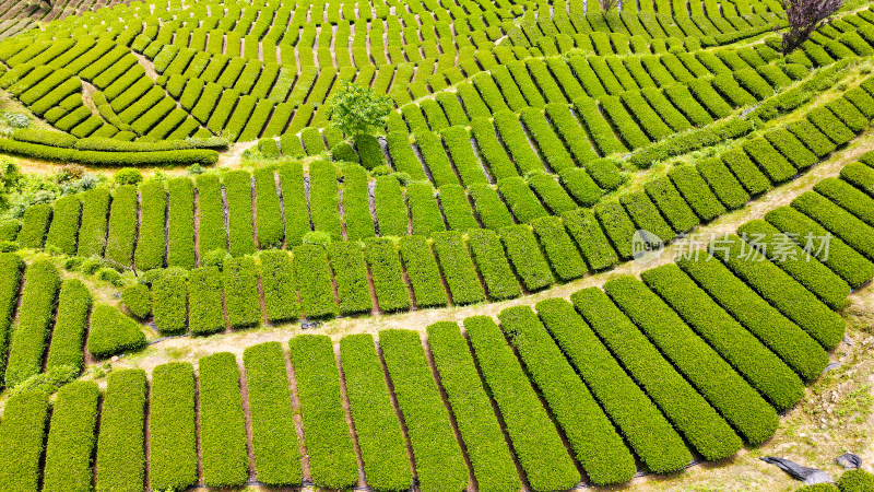 大自然茶园茶叶茶山美景景色航拍