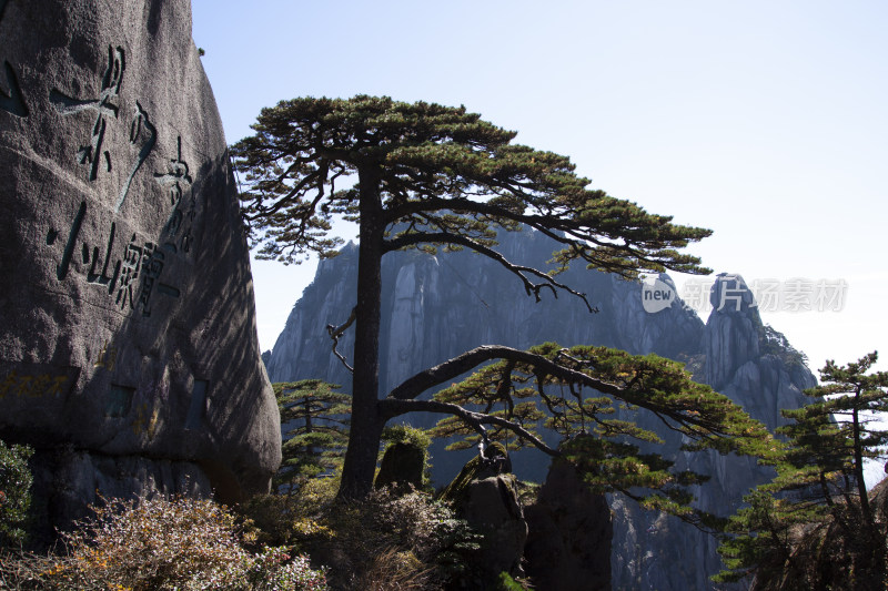 黄山迎客松