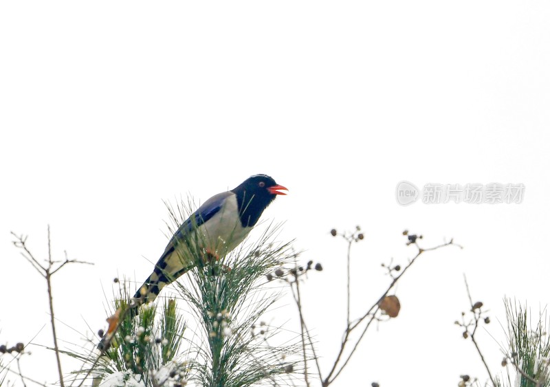 重庆酉阳：瑞雪再次光临酉阳