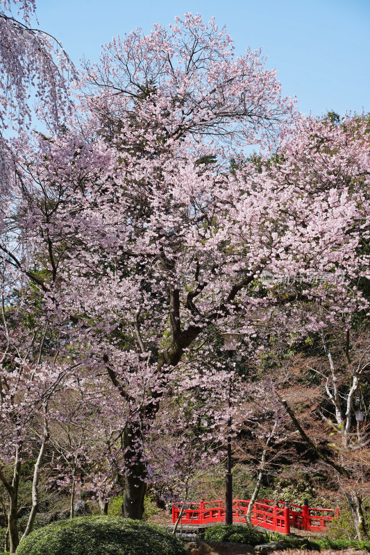 日本，川越喜多院，日式建筑与垂枝樱