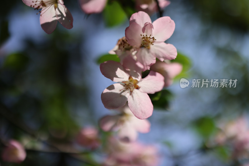 春天盛开的垂丝海棠特写