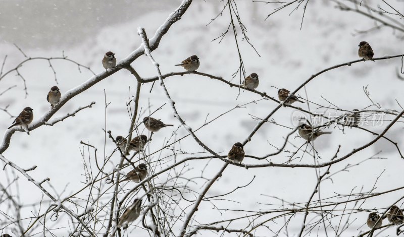 重庆酉阳：千氹田边飞白雪