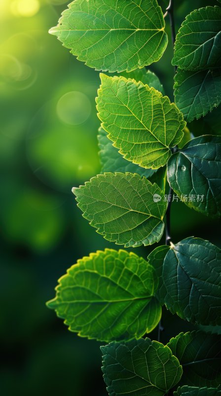 雨后阳光植物绿叶逆光树叶自然背景