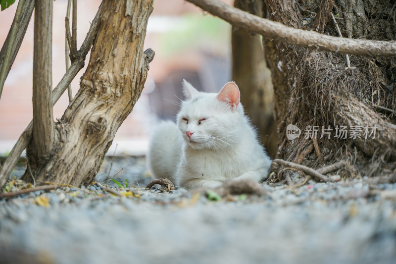 白色的猫躺在街道边休息