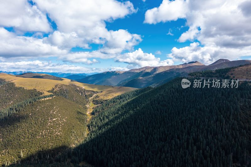 高原与山间松林