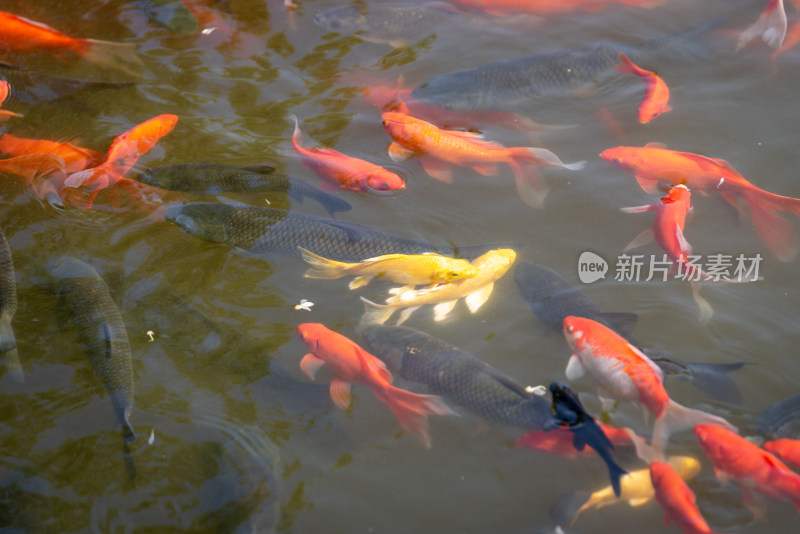 池塘中游动的锦鲤群