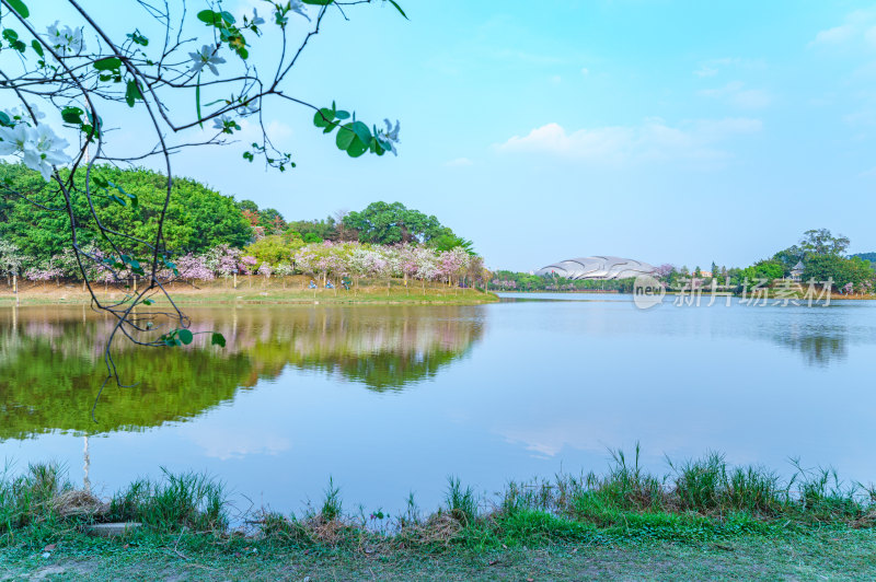 广州番禺大学城中心湖绿色草地树林湖景风光