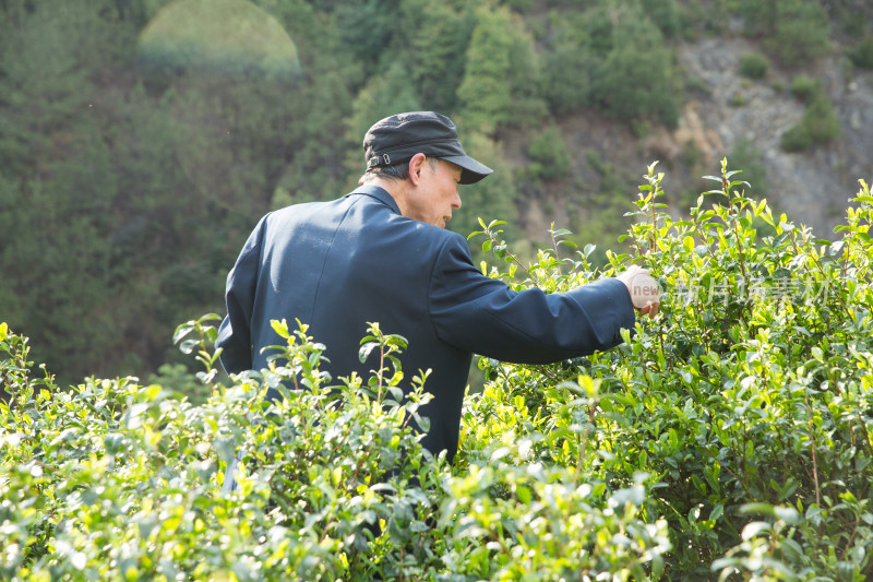 采茶制茶茶叶加工过程