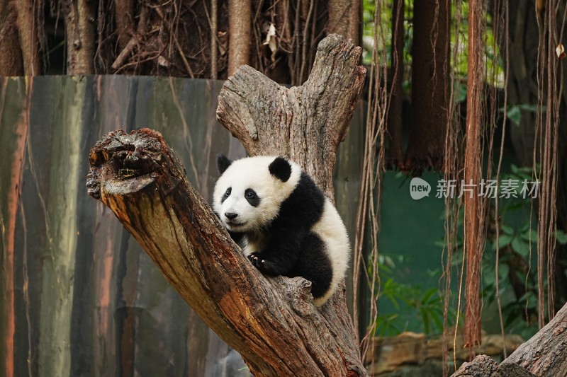 大熊猫幼崽坐树干憨态可掬