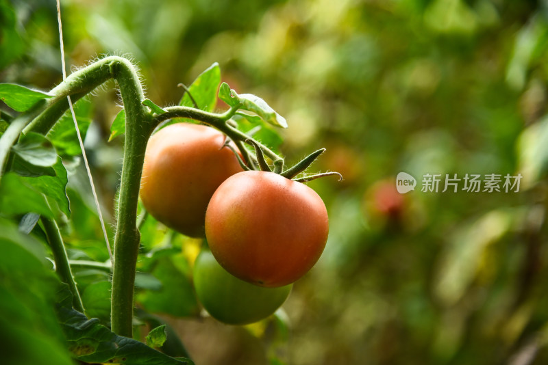 温室大棚蔬菜番茄种植