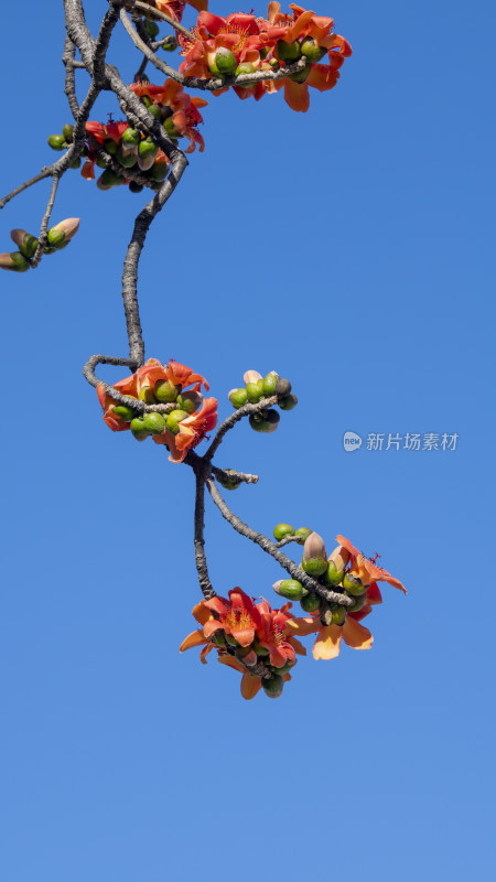 春天南粤盛开的木棉花