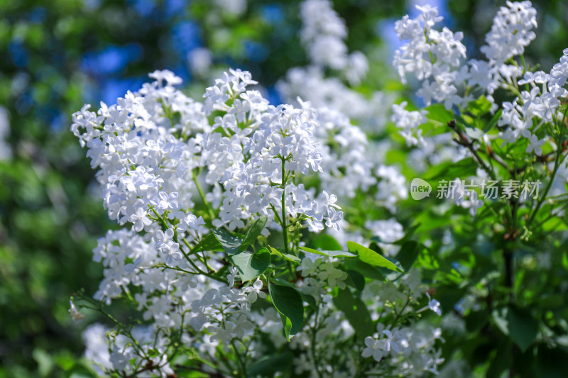 北京天坛公园丁香花