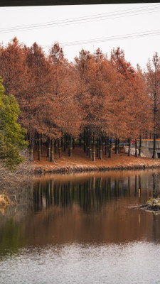 水边红杉树林倒影景观