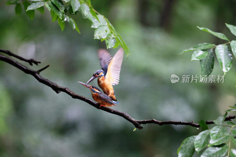 浪漫雨中——小翠鸟