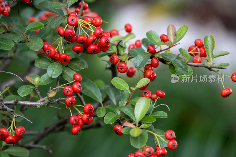 红色火棘果盆栽植物特写